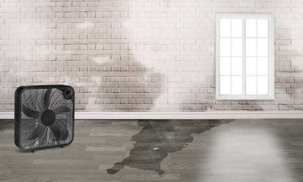 Best Professional water damage repair  in Westvle, IL